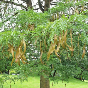 Févier d'Amérique, Gleditsia tricanthos, (Honey-locust)