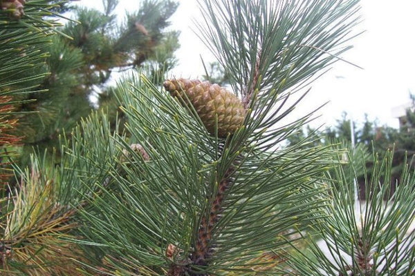 Pin noir d'Autriche, Pinus nigra austriaca (European black pine)