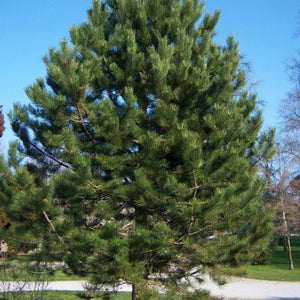 Pin noir d'Autriche, Pinus nigra austriaca (European black pine)