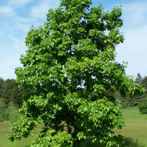 Caryer ovale, Carya ovata (Shagbark Hickory) 3b-4a