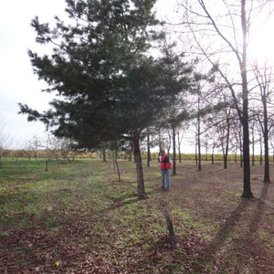 Pin de Corée, Pinus Koraiensis (Korean Pine) 2b-3a