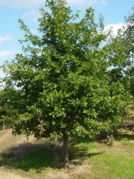 Chêne Ellipsoïdal, Quercus Ellipsoïdalis (Northern Pin Oak)