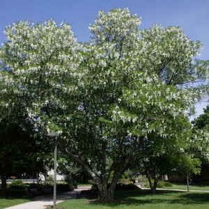 Virgilier à Bois jaune, Cladrastis lutea, (American Yellowwood)