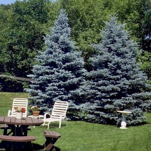 Épinette bleue du Colorado, Picea pungens Glauca (Colorado blue spruce)