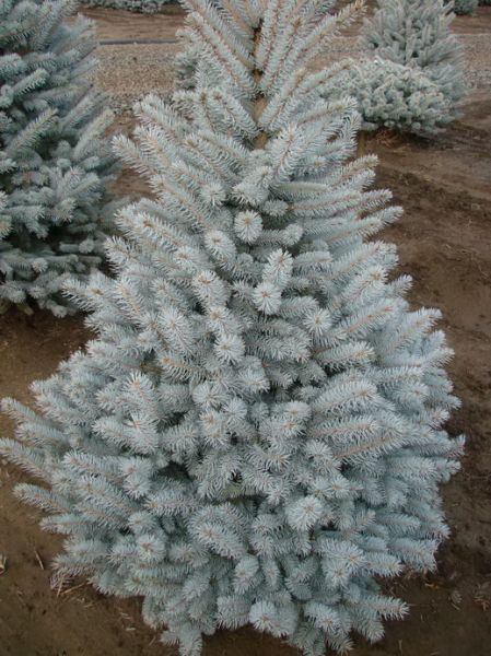 Épinette bleue du Colorado, Picea pungens Glauca (Colorado blue spruce)