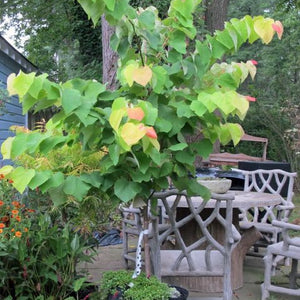 Gainier du Canada, Cercis Canadensis, (Redbud)