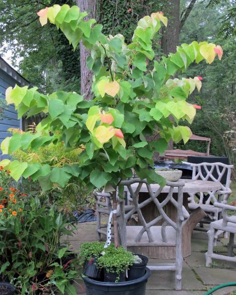 Gainier du Canada, Cercis Canadensis, (Redbud)