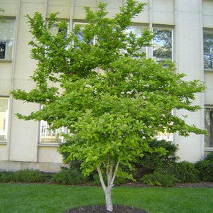 Magnolia de Kobé, Magnolia Kobus