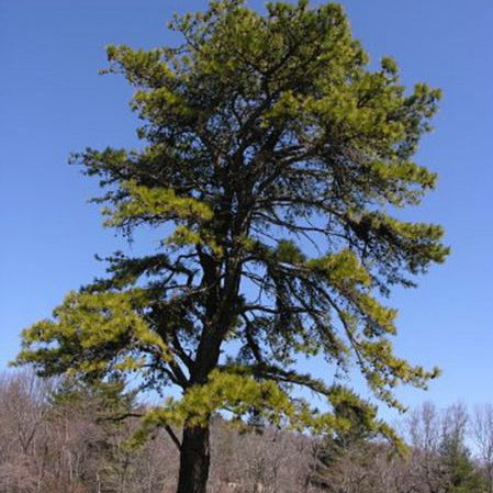 Arbre Rigide Arbres rares – Pépinière Casse-Noisette
