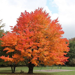 Érable à sucre, Acer saccharum, (Sugar Maple)