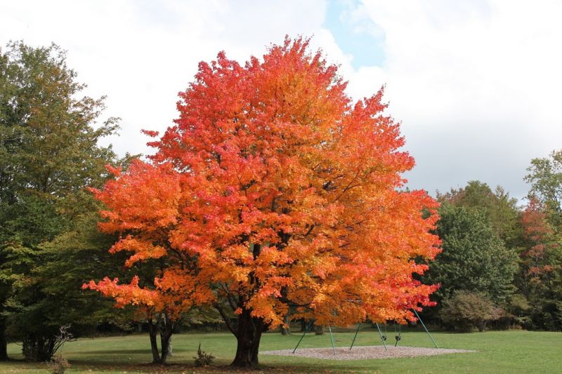 Arbres indigènes