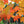 Érable à sucre, Acer saccharum, (Sugar Maple)