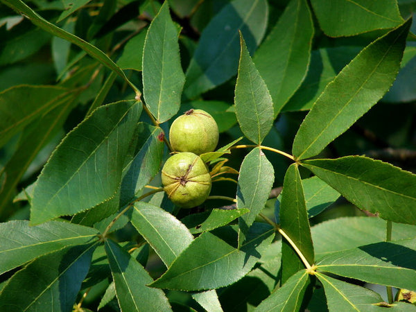 Caryer glabre, Carya glabra, (Pignut Hickory)