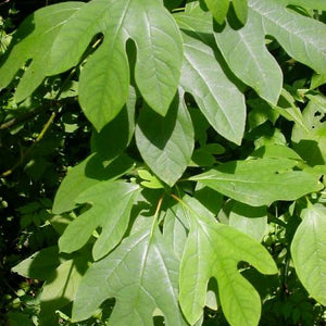 Sassafras officinal, Sassafras albidum (Sassafras)