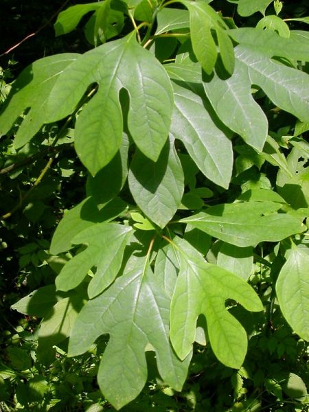 Sassafras officinal, Sassafras albidum (Sassafras)