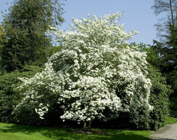 Cornouiller fleuri, Cornus florida (Flowering Dogwood)