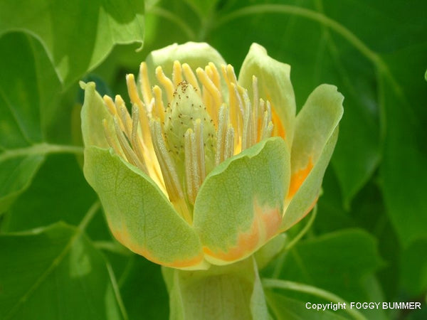 Tulipier de Virginie, Liriodendron tulipifera, (Tulip Tree)