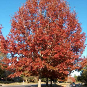 Chêne de Shumard, Quercus shumardii, (Shumard Oak)