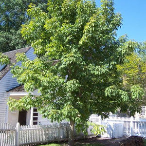 Maronnier Jaune, aesculus flava, (Yellow Buckeye)