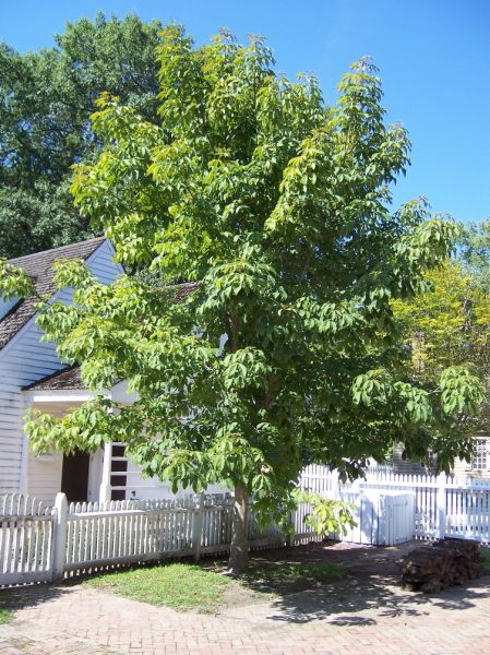 Maronnier Jaune, aesculus flava, (Yellow Buckeye)