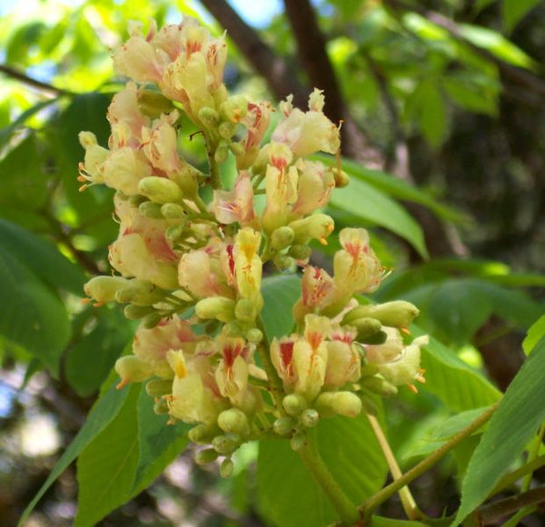 Maronnier Jaune, aesculus flava, (Yellow Buckeye)