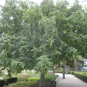 Pterocarya stenoptera, (Chinese wingnut)