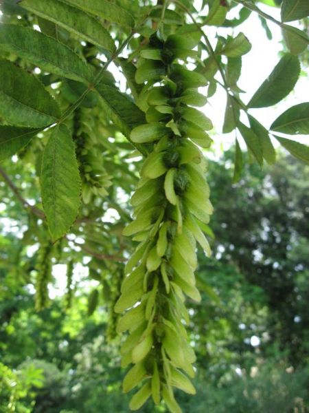 Pterocarya stenoptera, (Chinese wingnut)