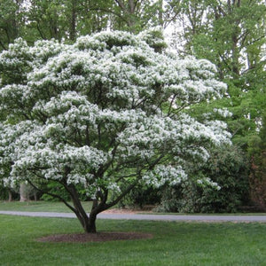 Arbre aux cloches d'argent, halesia carolinia, (Sylverbell)