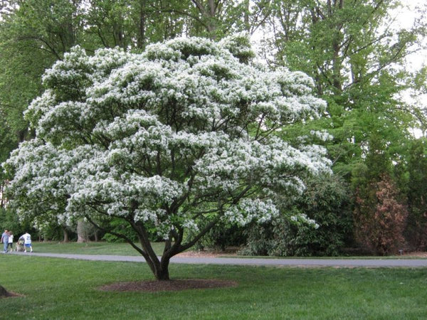 Arbre aux cloches d'argent, halesia carolinia, (Sylverbell)