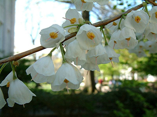 Arbre aux cloches d'argent, halesia carolinia, (Sylverbell)