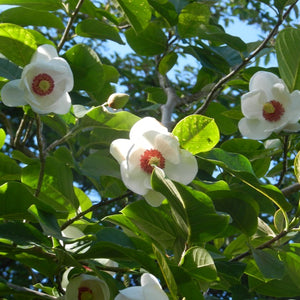 Magnolia Sieboldii, (Oyama Magnolia)