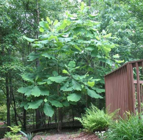 Magnolia parasol, Magnolia tripetala, (Umbrella magnolia)