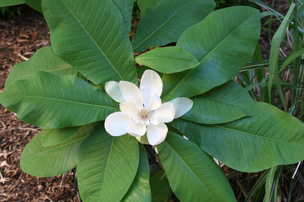 Magnolia parasol, Magnolia tripetala, (Umbrella magnolia)