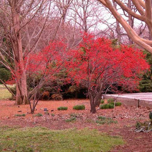 Houx verticillé, Ilex verticillata