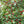 Houx verticillé, Ilex verticillata