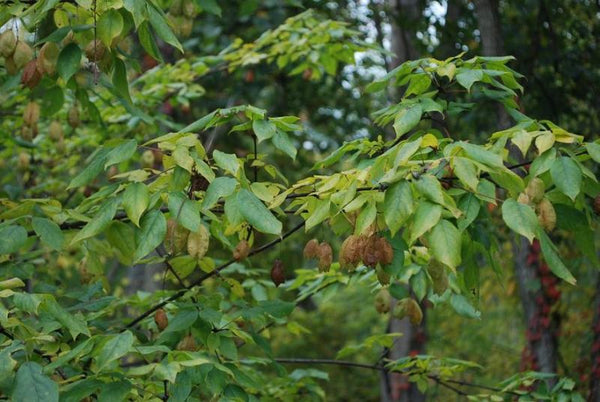 Staphylier à trois folioles, Staphylea trifolia, (American Bladdernut)