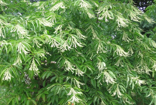 Andromède en arbre, oxydendron arboreum, (Sourwood)