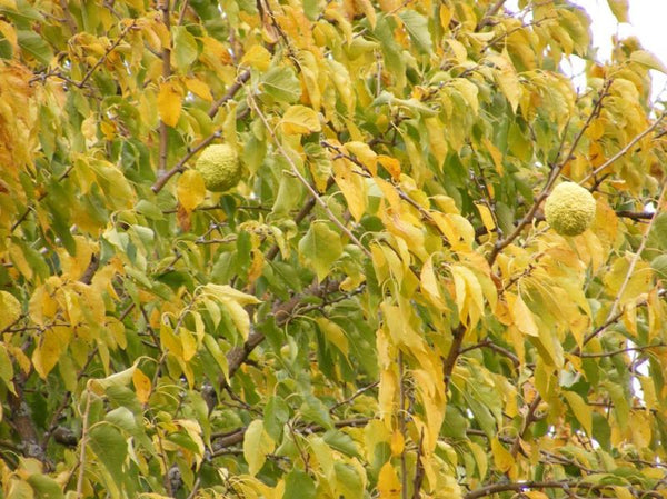 Oranger des Osages, Maclura pomifera, (Osage orange)