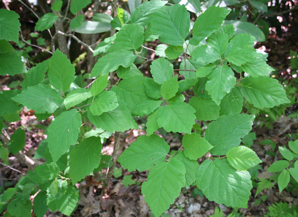 Hamamélis de Virginie, (Hamamelis virginana)