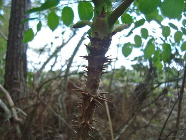 Aralie épineux, aralia spinosa