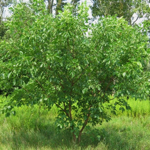 Ptéléa trifolié ou Orme de Samarie, (Ptelea trifoliata)