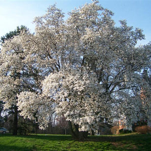 Magnolia X loebneri 'Leonard Messel'