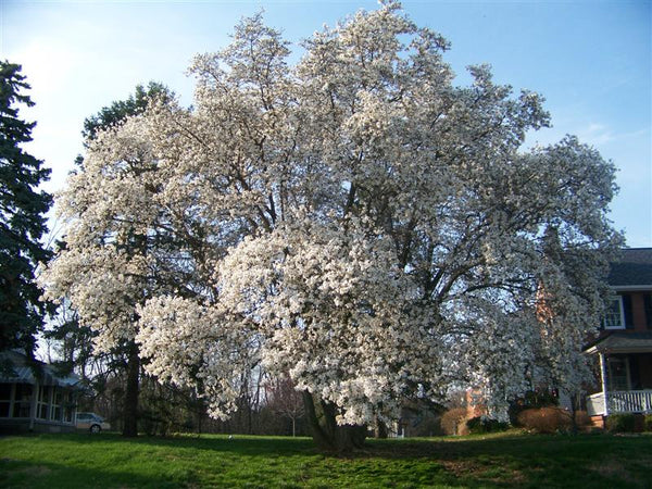 Magnolia X loebneri 'Leonard Messel'