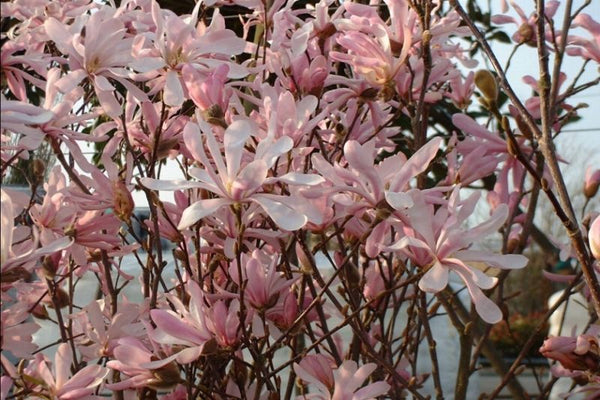 Magnolia X loebneri 'Leonard Messel'