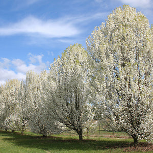 Poirier de Mandchourie, Pyrus Usuriensis