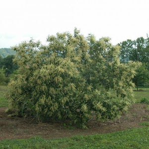 Châtaignier des Allegheny, Chinkapin (Castanea pumila) 5a