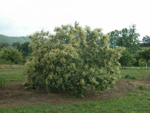 Châtaignier des Allegheny, Chinkapin (Castanea pumila) 5a