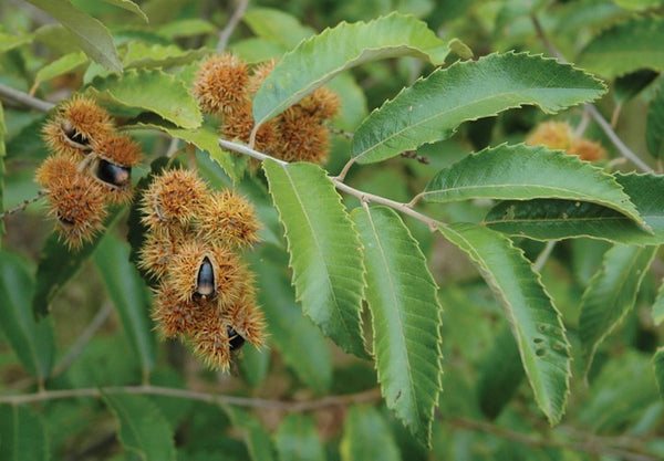 Châtaignier des Allegheny, Chinkapin (Castanea pumila) 5a