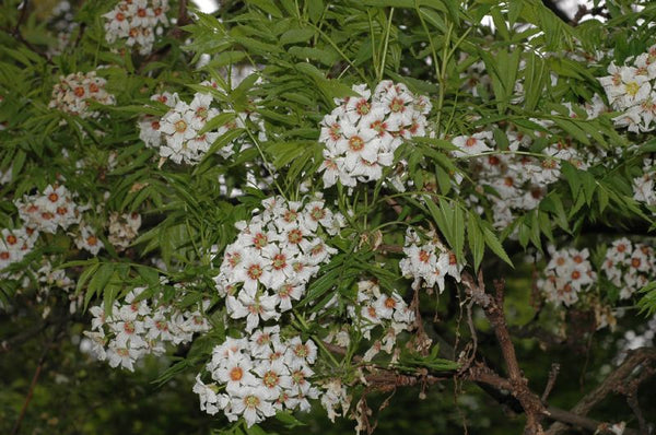 Xanthoceras à feuilles de sorbier, Xanthoceras sorbifolium