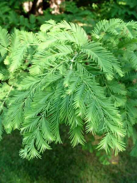 Metasequoia